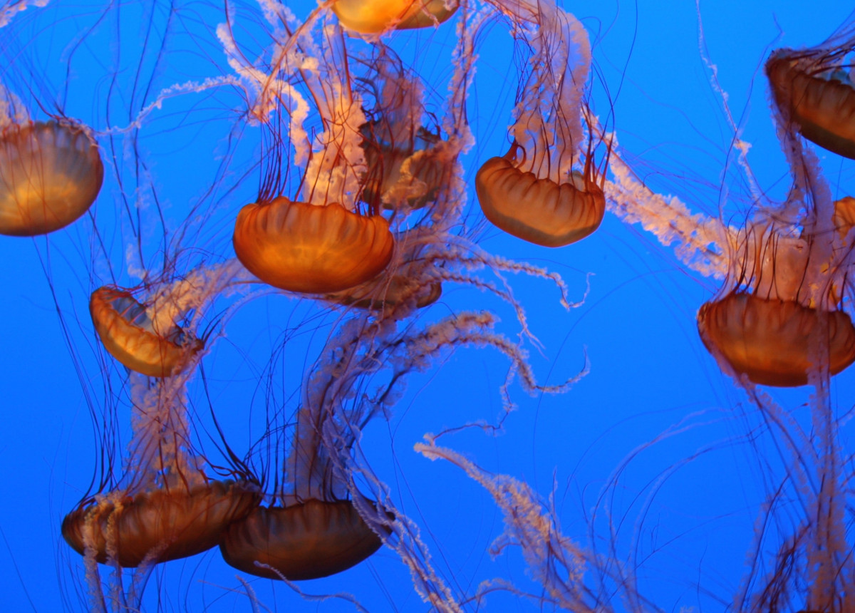 Invasione di meduse e zecche? Colpa del clima