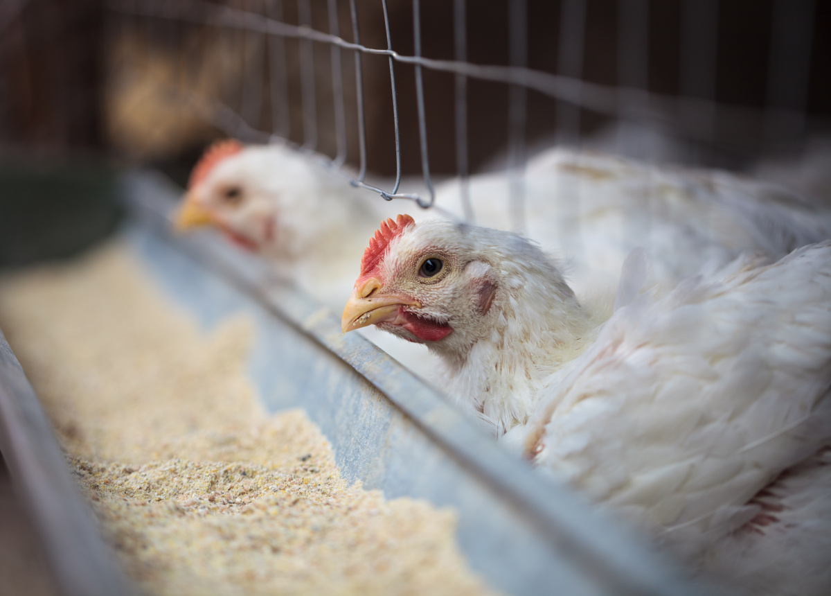 Allarme aviaria: si può consumare il pollame?
