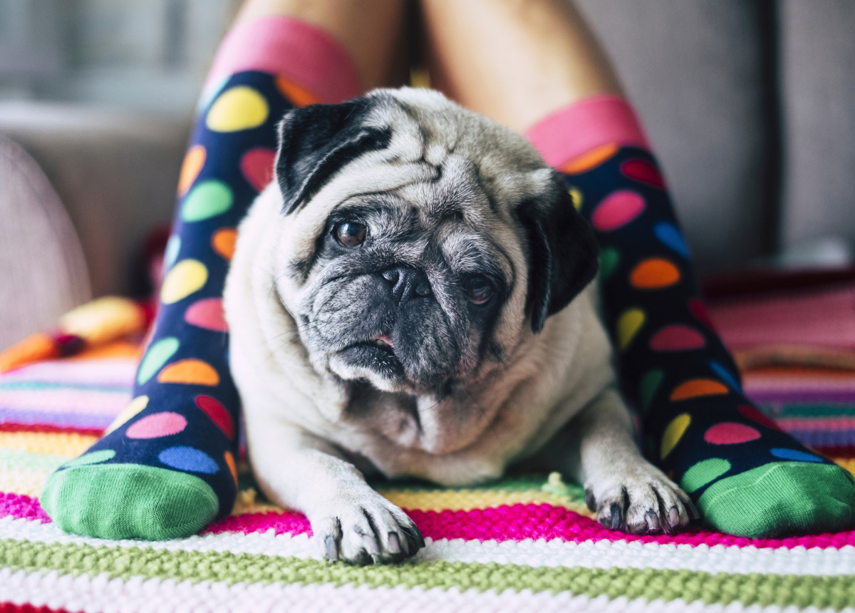 Pet Teraphy: un cane per amico ti fa stare meglio