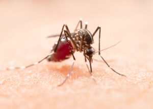 Primo caso di Dengue in Italia: come proteggersi