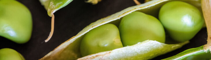 Le fave, il legume della primavera 
