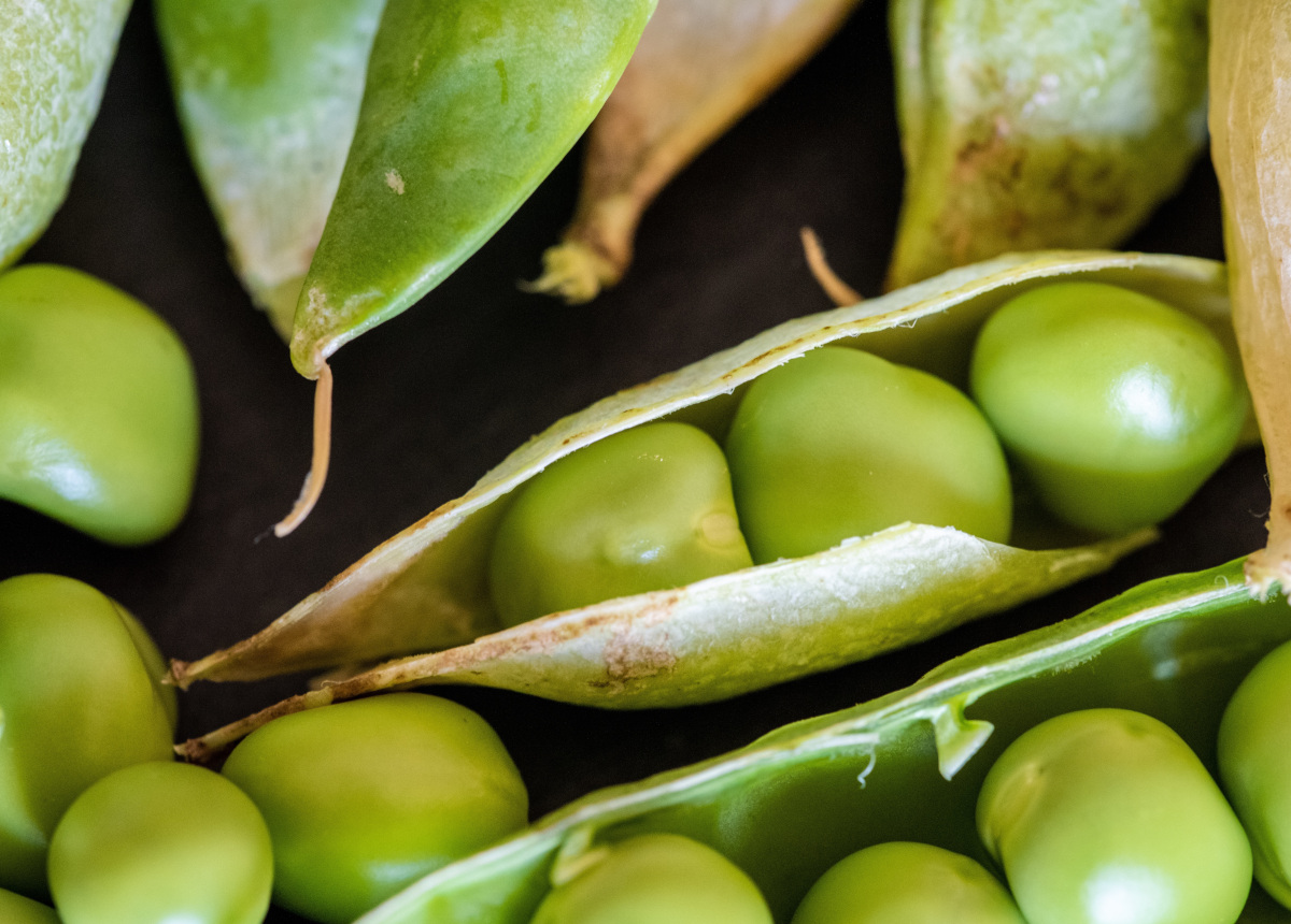 Le fave, il legume della primavera 